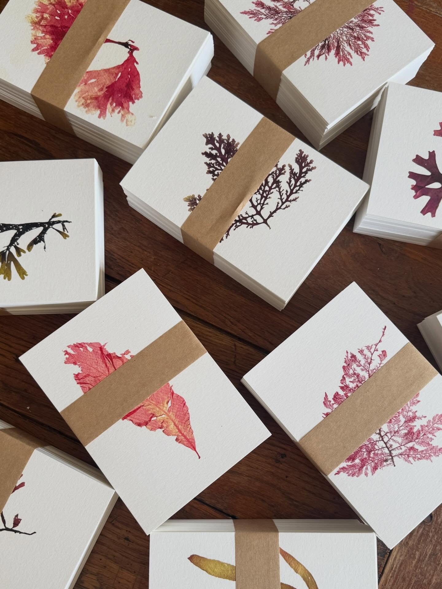 Big restock of our popular postcard sets. Pack of notecards ft. 10 different British seaweeds + envelopes - find them online and get scribbling x

#tamrauk #pressedseaweed #seaweedpressing