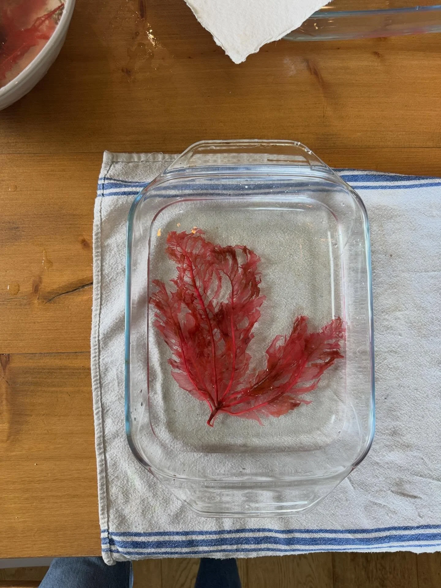 The wait is almost over to be pressing these beauties again. Stay tuned 💕

#pressedseaweed #seaweedpressing #tamrauk