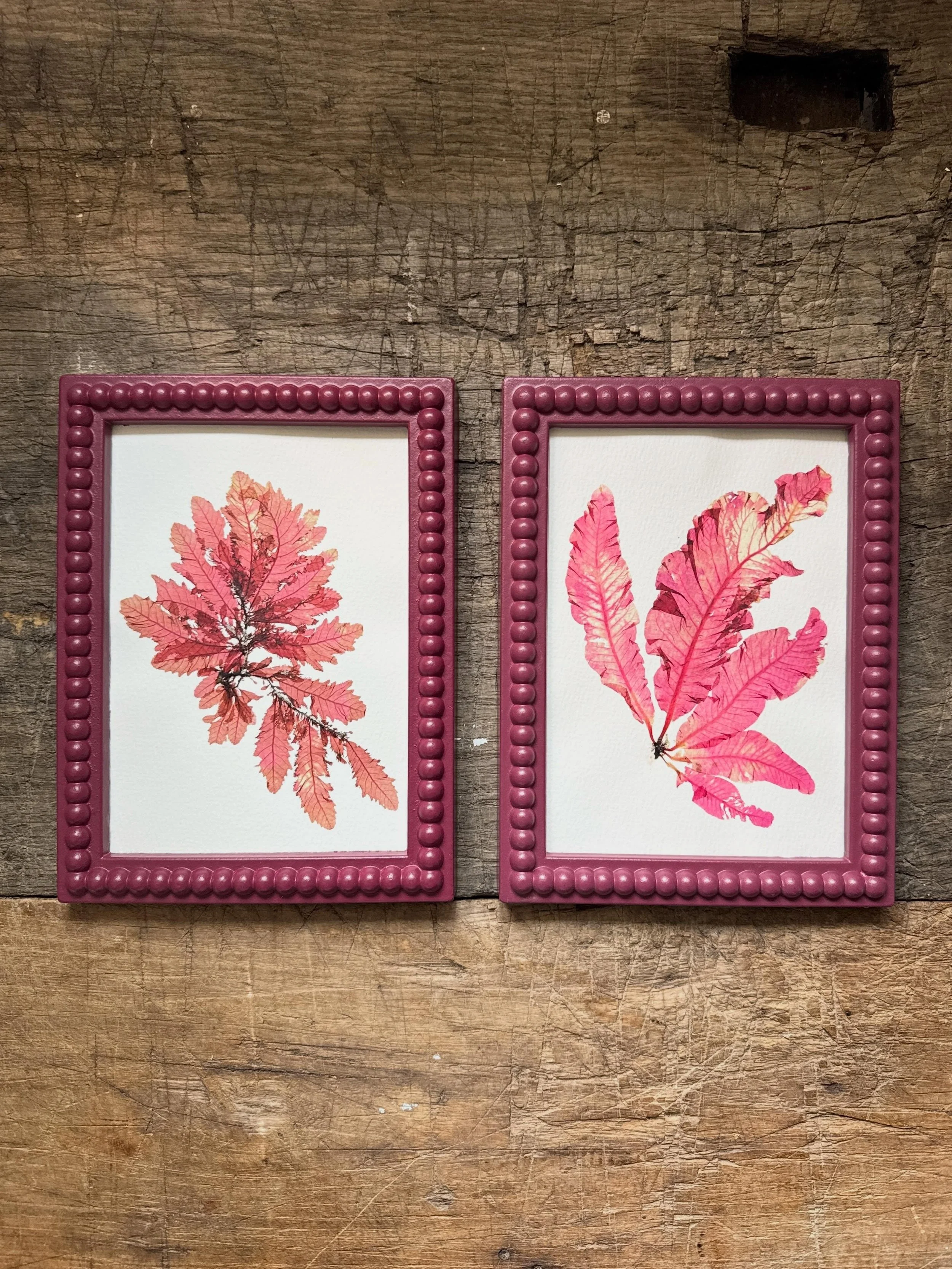 Sea Oak &amp; Sea Beech. Two real pressed British seaweeds, named after the trees whose leaves they resemble and naturally pink in colour ✨ These and lots of other gems will be going live this weekend, stay tuned for updates

#pressedseaweed #Phycodr