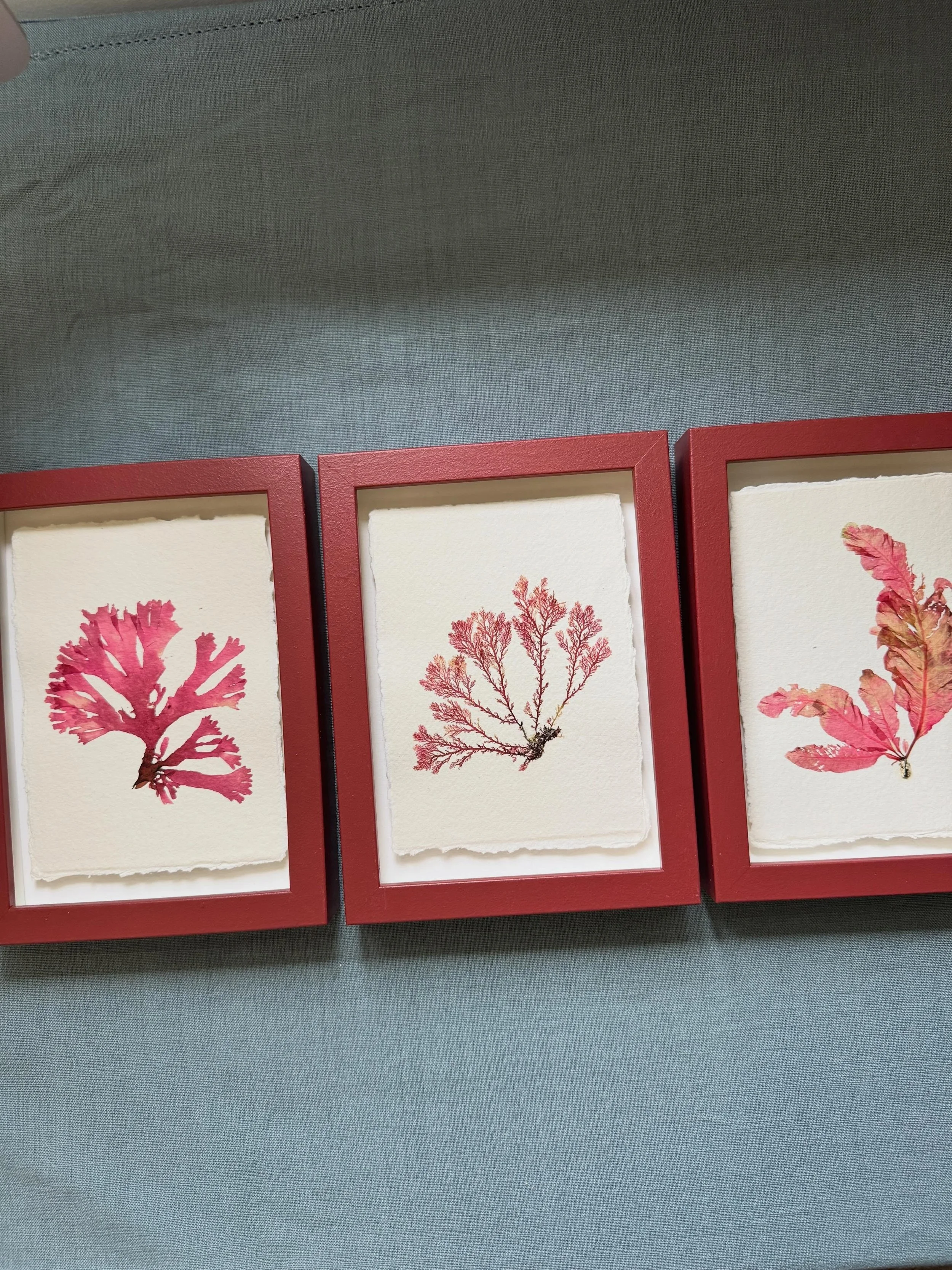 My new collection is now live 💕 lots of British seaweeds in all sizes, hope you love &lsquo;em

#pressedseaweed #seaweedpressing #tamrauk