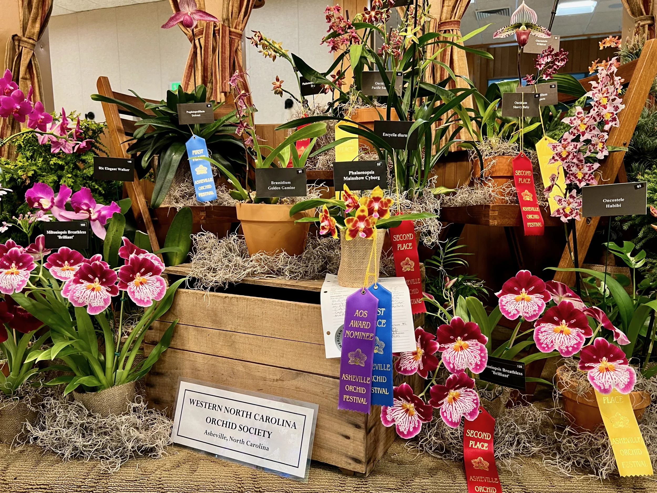 What's Wrong with My Orchid and Swap Meet