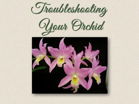Troubleshooting Your Orchids