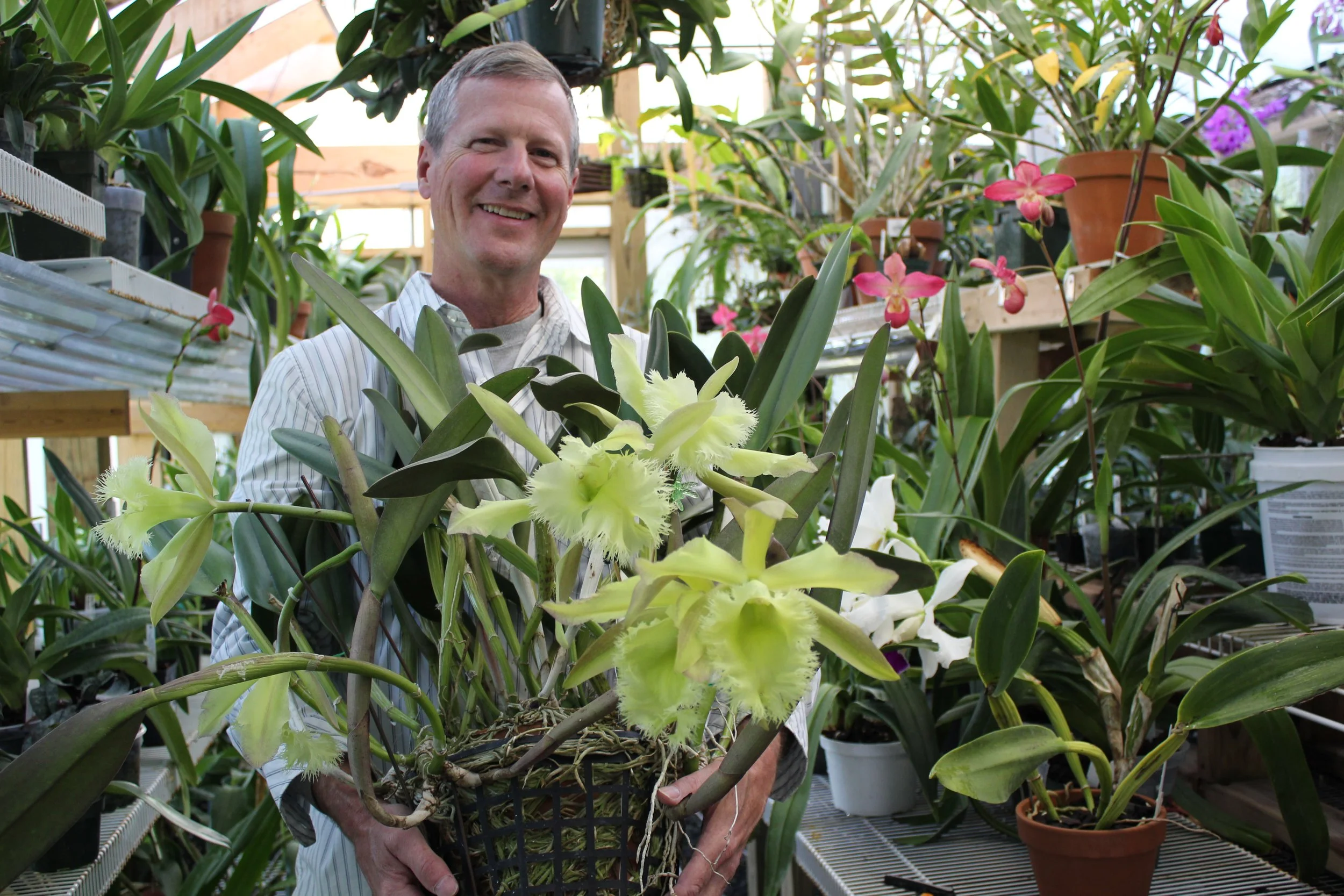 Graham Ramsey - How I Grow my Phragmipediums