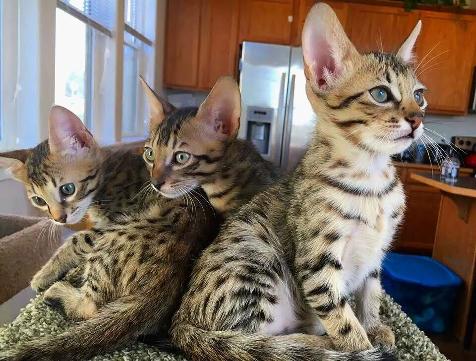 Photo Gallery Hesed Savannahs Photo Gallery Hesed Savannahs