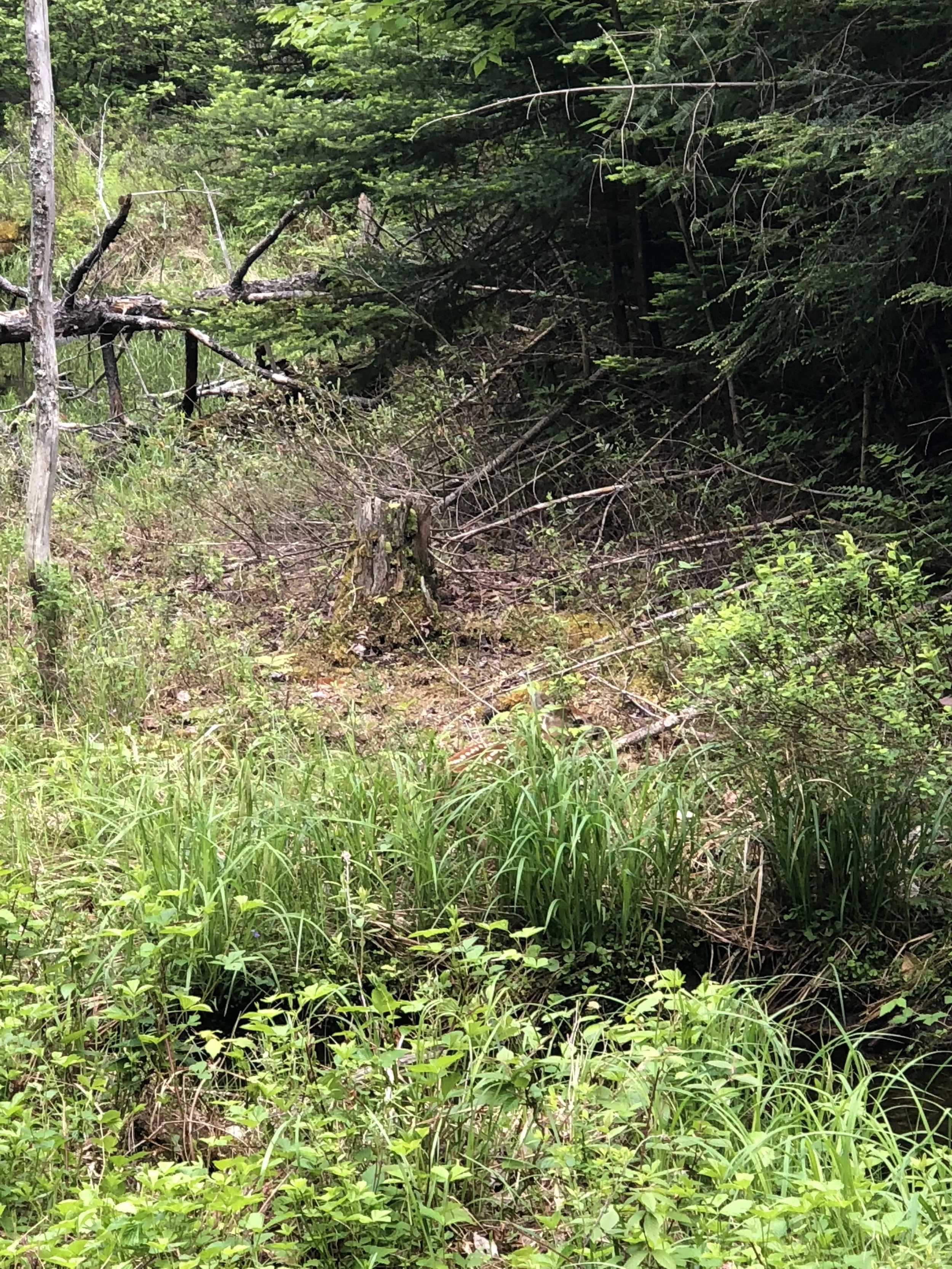 Kristin Vanderpas_2243.JPG