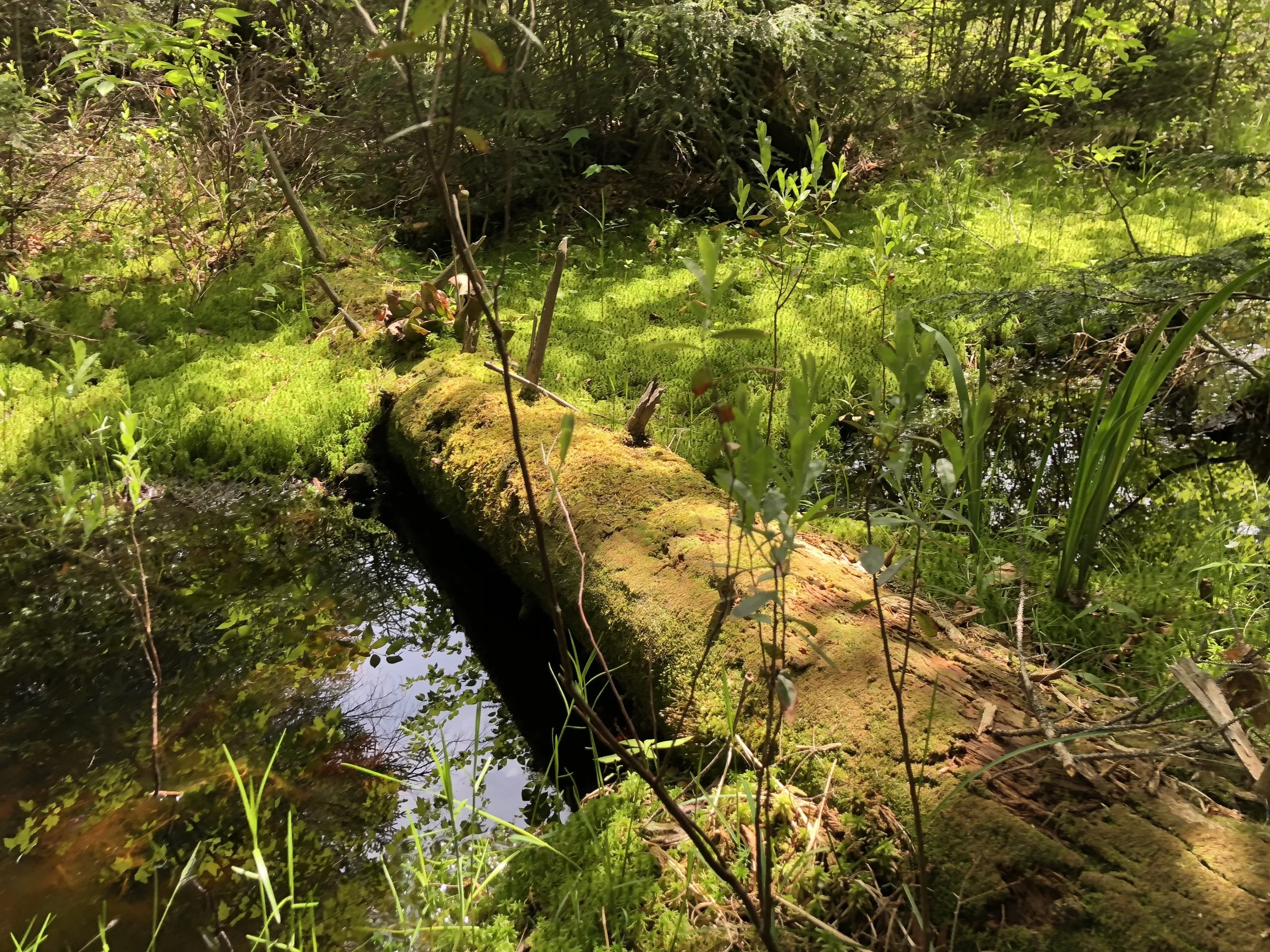 Kristin Vanderpas_4724.JPG