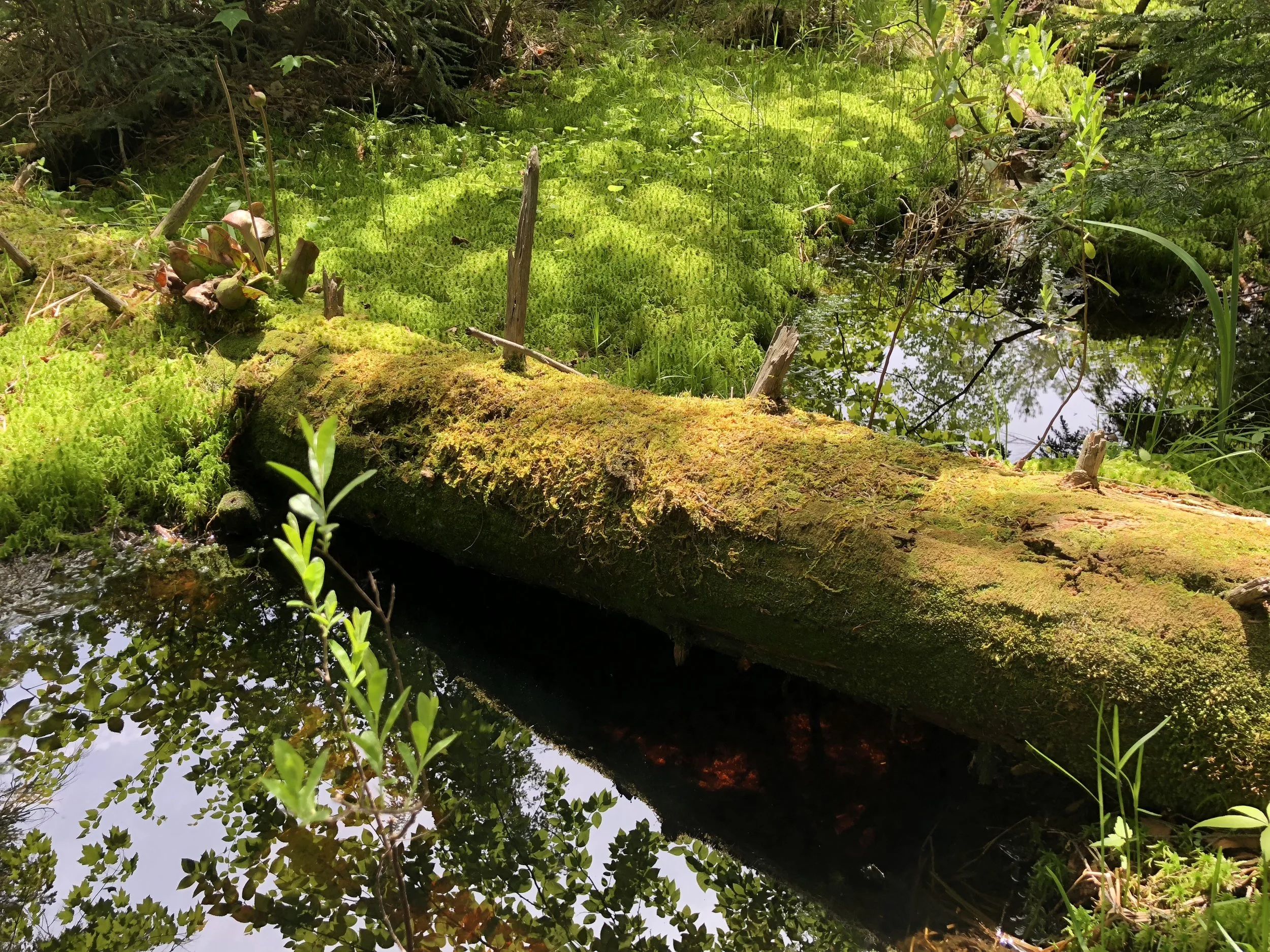 Kristin Vanderpas_9824.JPG