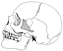 RSkull.png