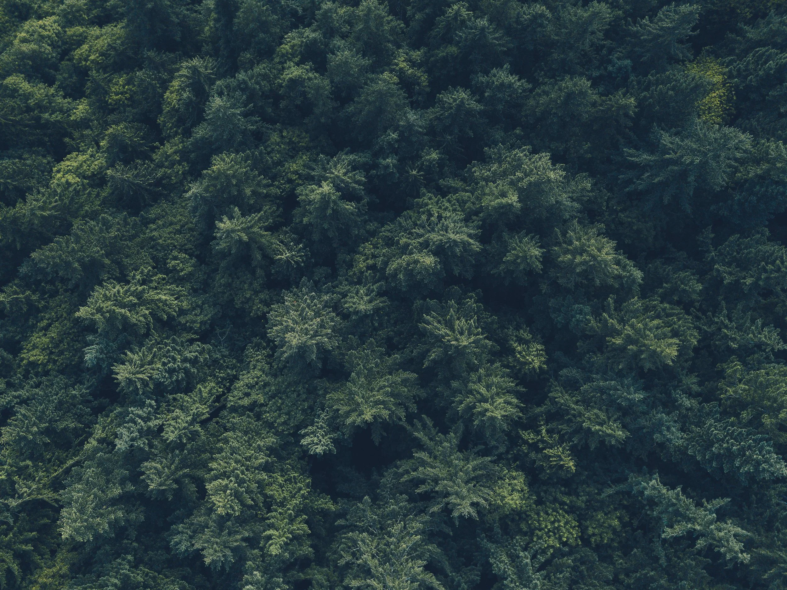 trees_horiz_cc_v2.jpg
