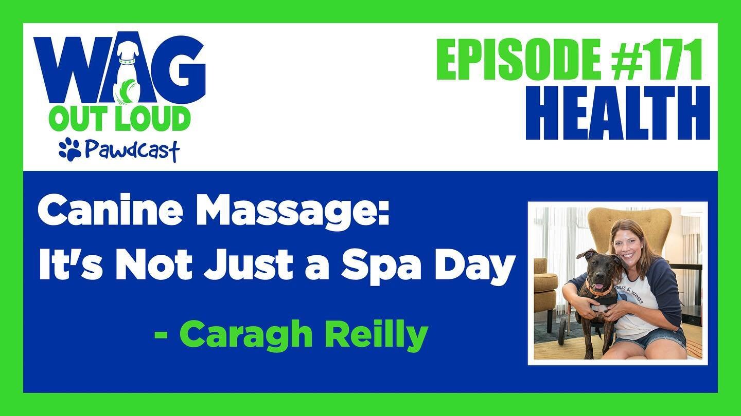 I had so much fun being a guest on the @wagoutloud podcast. Canine massage is so much more than simply pampering your pet, and I was happy to talk through how dogs at every age and of every health condition can benefit. Subscribe to Wag Out Loud on y