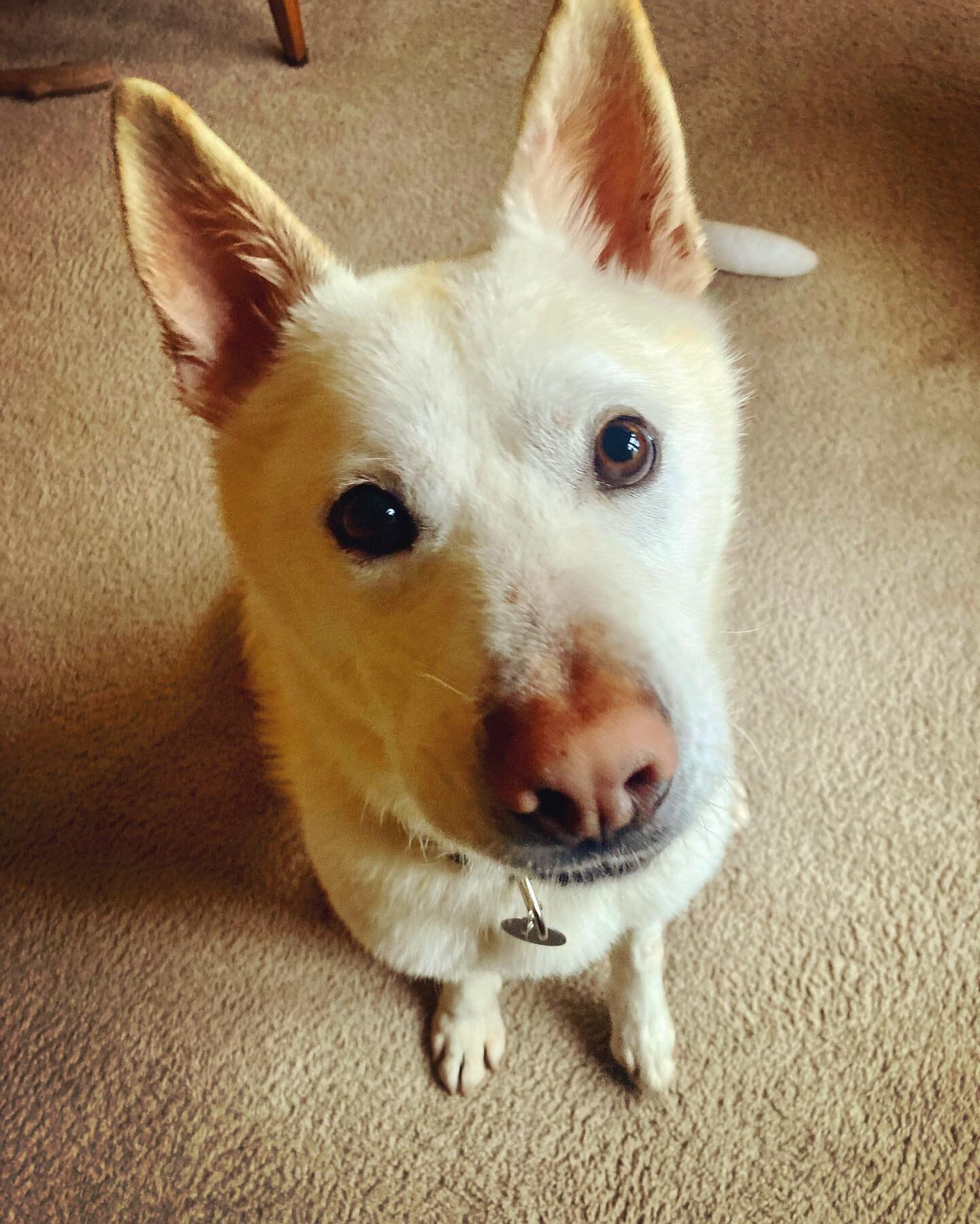 🚨 Adorable Adoptable Alert 🚨 

Sweet Albie was rescued from South Korea by @aliverescue. He is an approximately 2 year old Jindo/mixed breed and I was thrilled to work with him today. When he was found on the streets, he was malnourished and underw