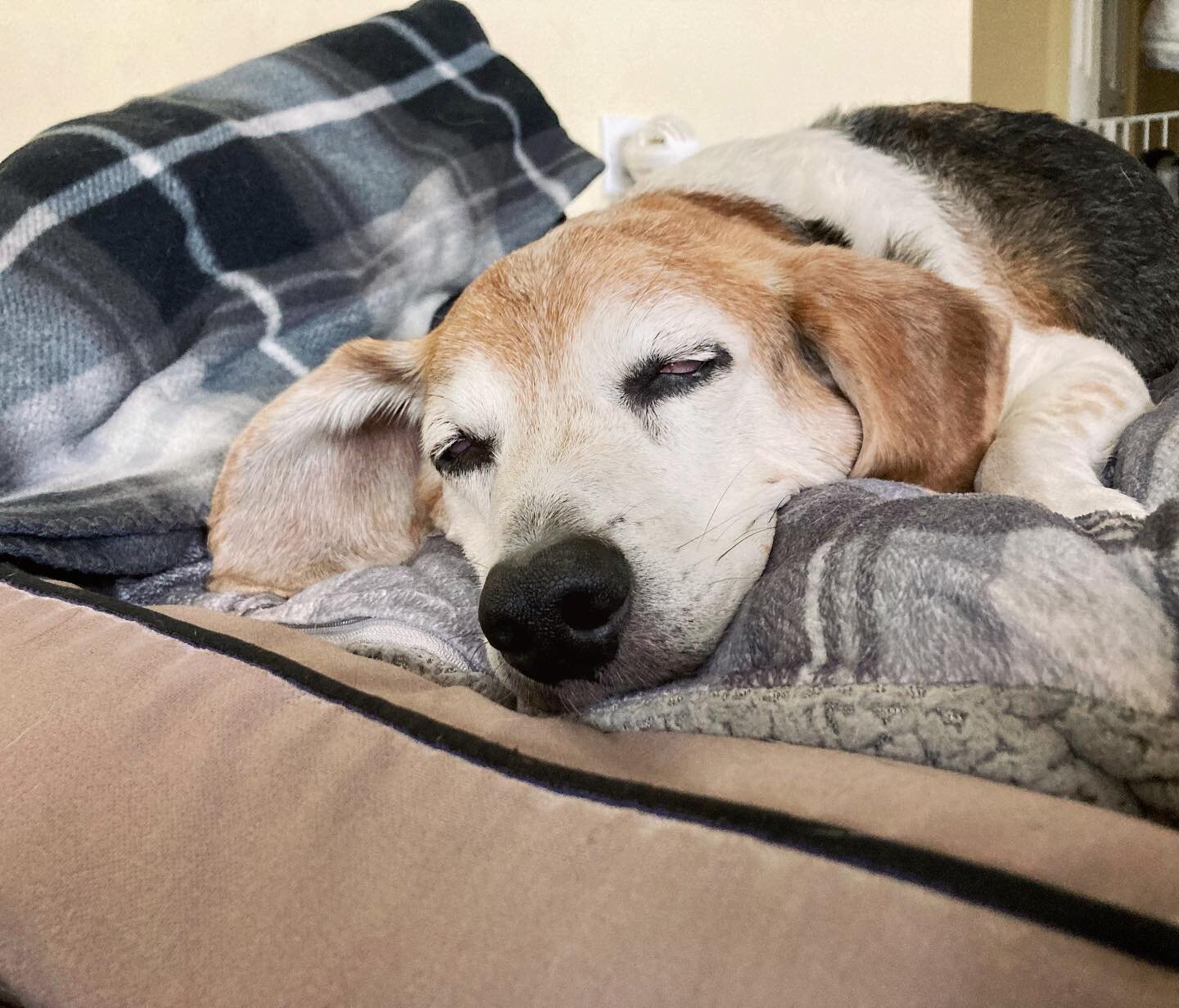 Blissed out beagles. Love my weekly sessions with Oakley and Maddux!