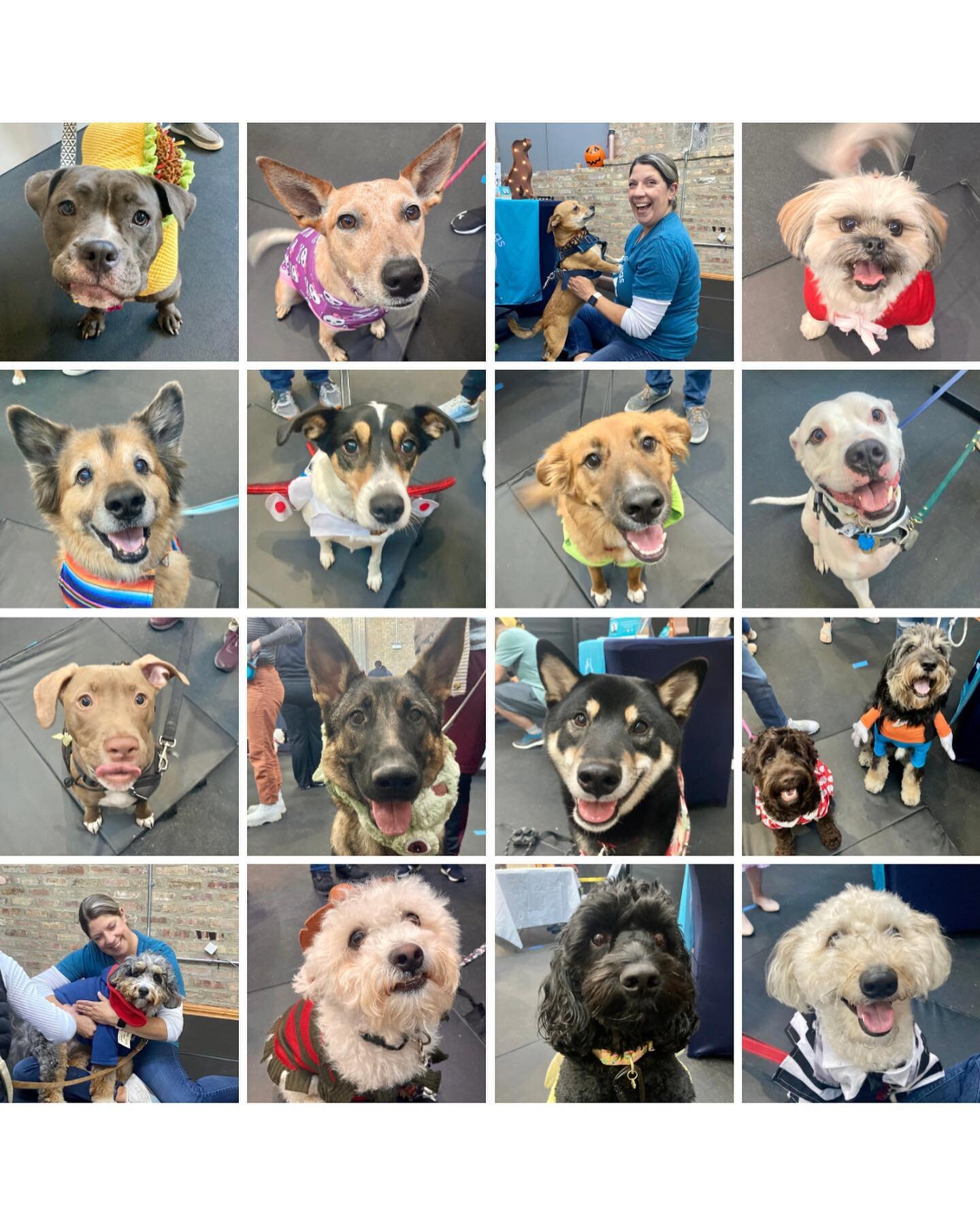 I had the best time at today&rsquo;s Wag-O-Ween event, sponsored by @boslysbackyard, benefitting the incredible @safehumanechicago. I met so many new pup friends and loved chatting with their parents about the benefits of canine massage. Thankful for