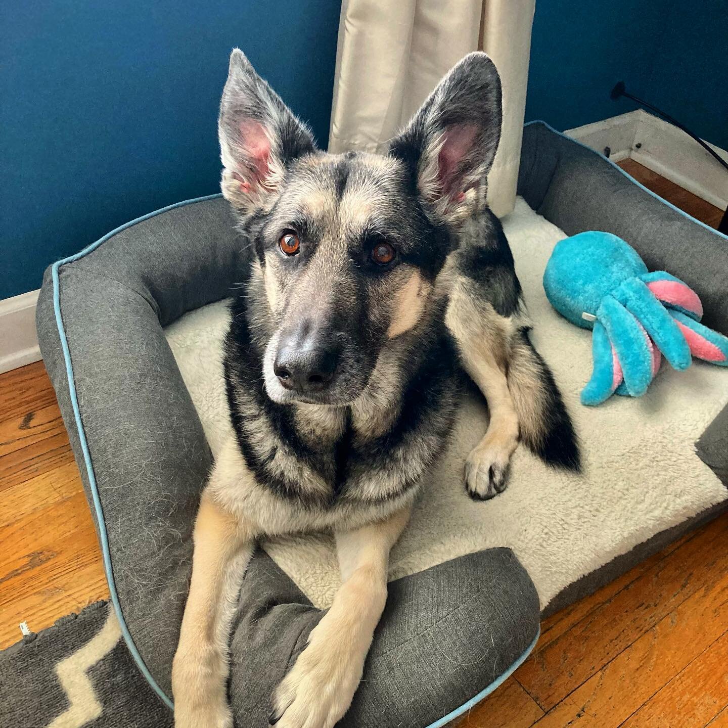 Welcome Rigby! This guy has recently been showing some signs of hind limb stiffness and mobility loss, and I was so happy to have a session with him to address soft tissue tension and provide comfort care. Rigby sweetly gave kisses and it was so love