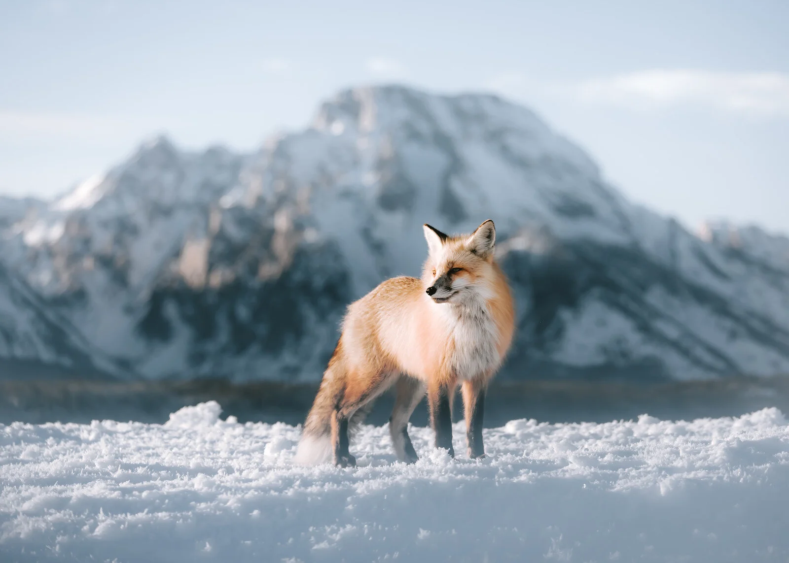 Fox.jpg