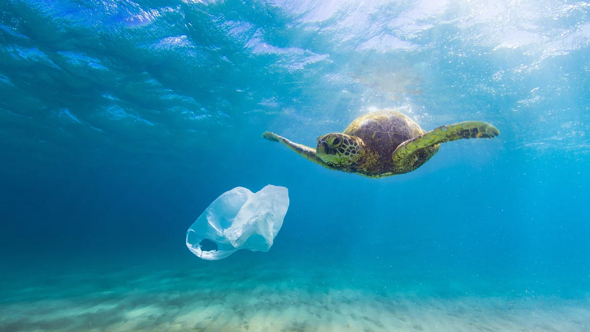 Sea Turtles Don’t know the difference between jellyfish and plastic bags….