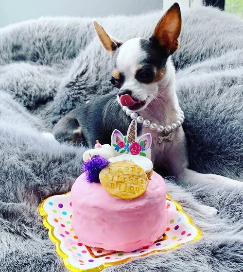 Where Can I Buy a Dog Birthday Cake: Top Spots for Paw-some Treats