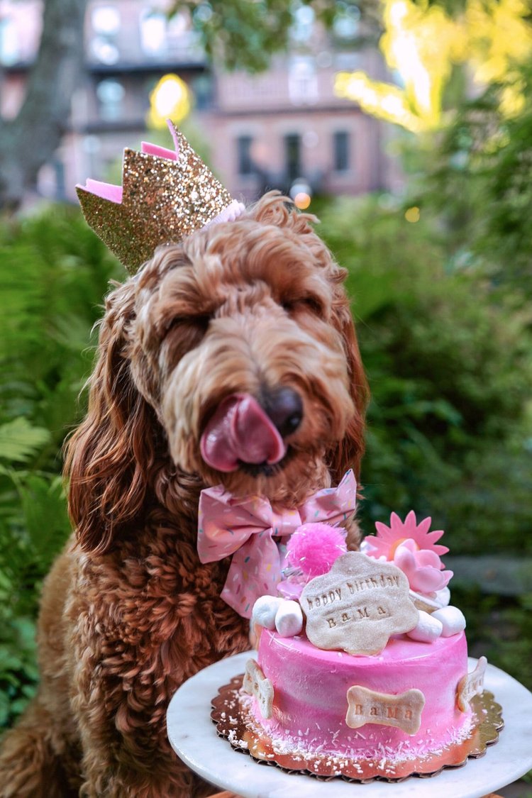 Bama with a personalized pink dog birthday cake