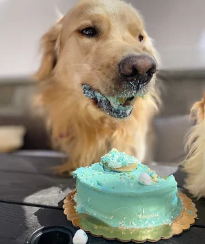 Birthday Cakes Three Dog Bakery Prices DOG EAT CAKE I Pet Bakery