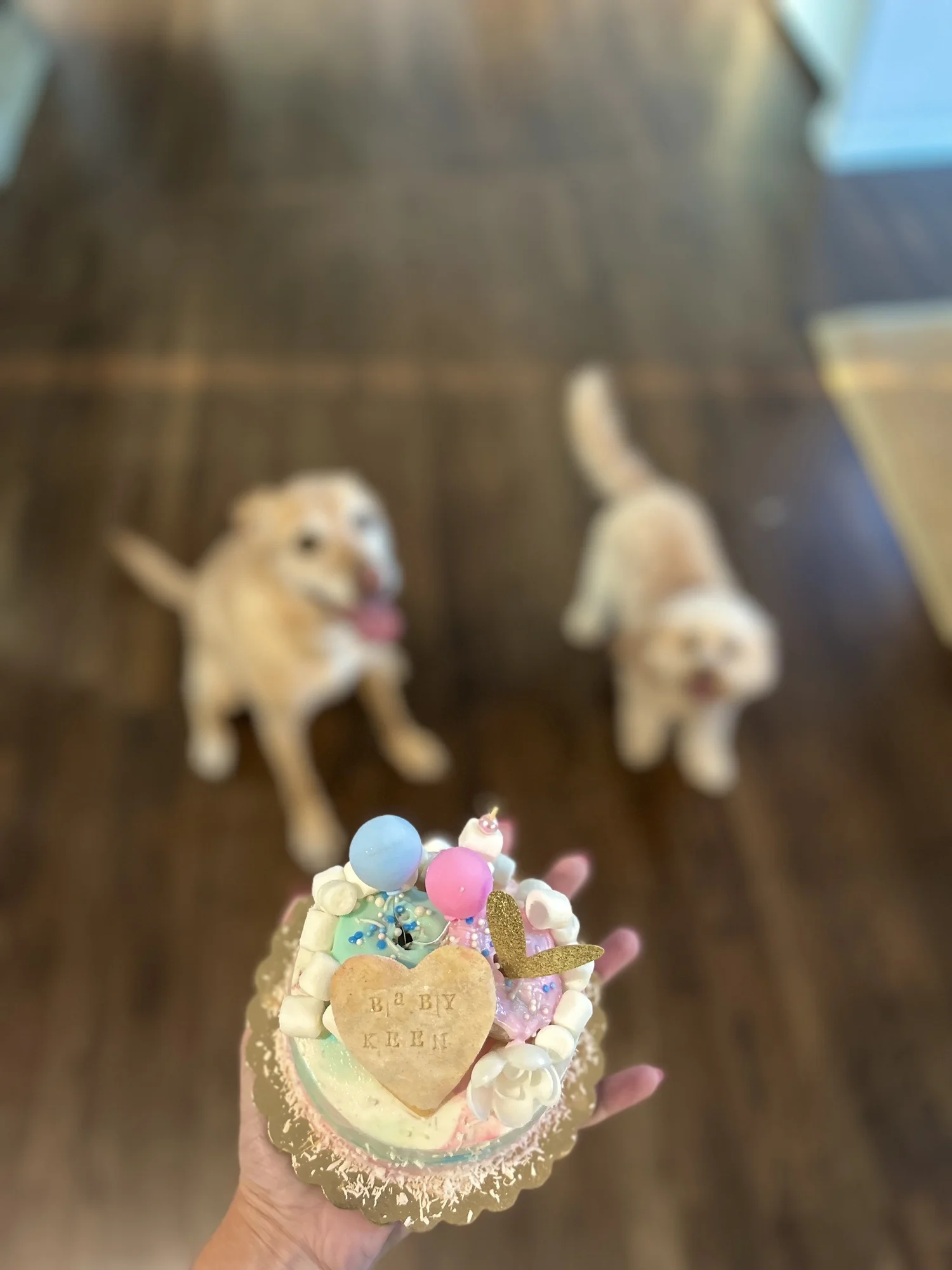 DOG EAT CAKE I Pet Bakery-Dog Birthday Cakes, Dog Treats, Pupcakes