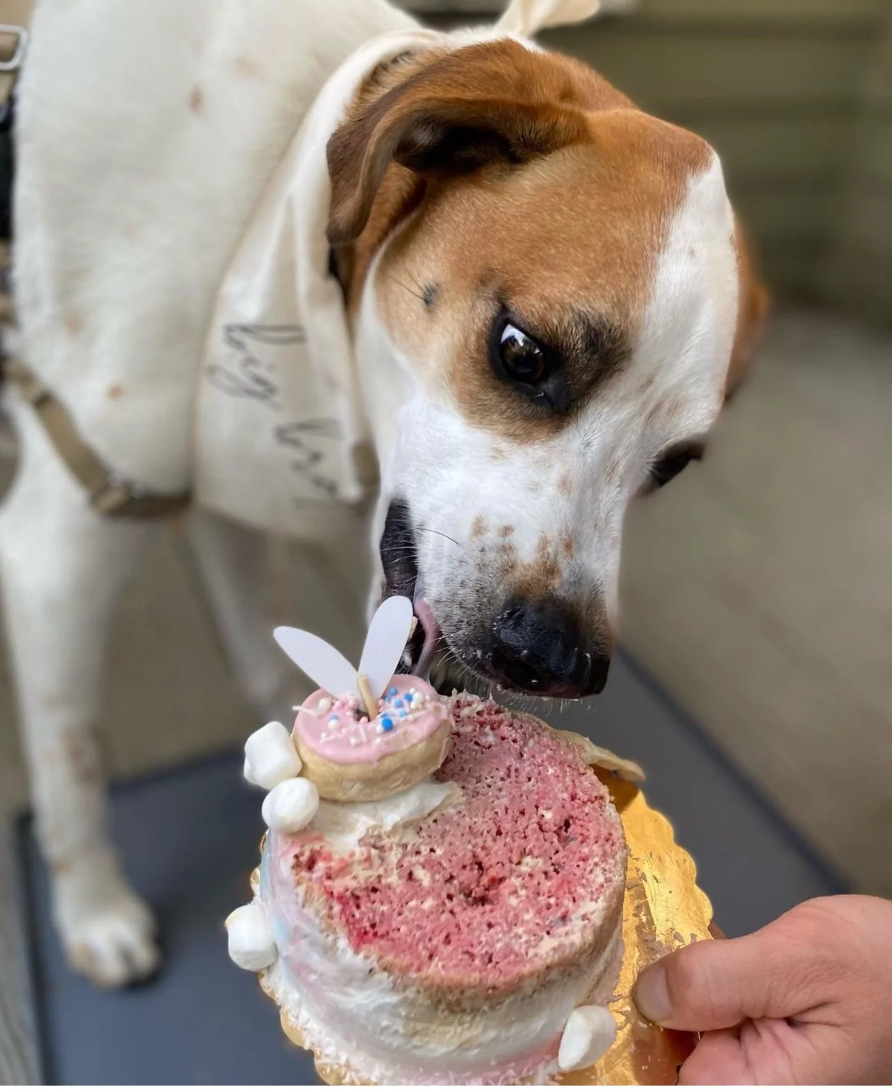 Dog Gender Reveal Cake