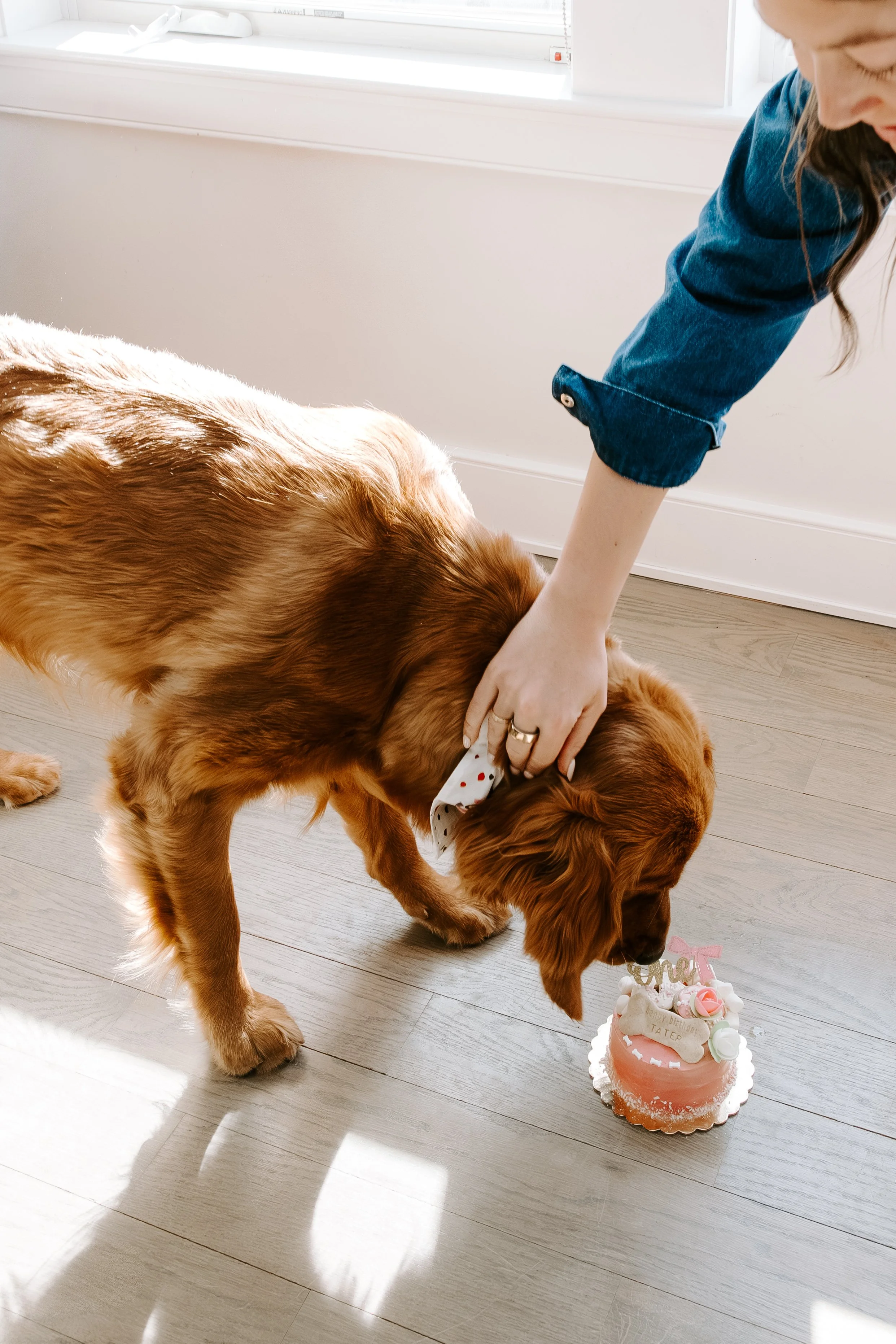 Dog Eat Cake-24.jpg
