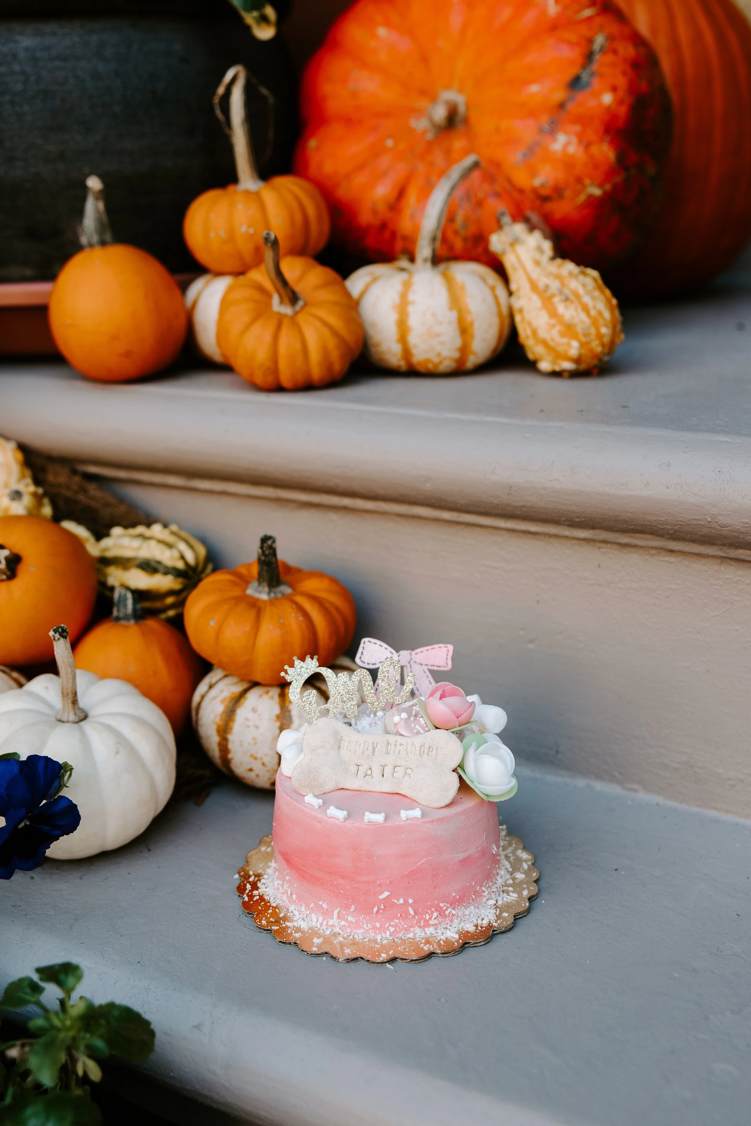 Dog Eat Cake-8.jpg