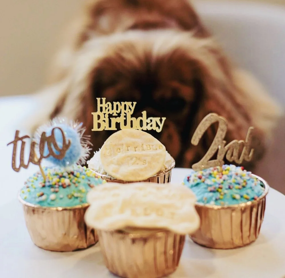 Decorated birthday pupcakes with a dog looking on