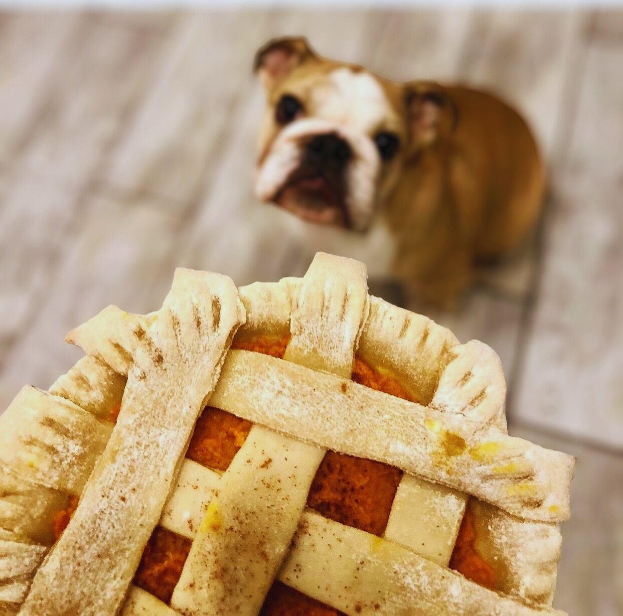 It&rsquo;s Here&hellip;..The Pie Your Dog Thinks About All Year 🥧 

Pawliday Pup Pies Are Back!
Small-batch. Hand-stamped. Made with real pumpkin or apples with love in the South End. 

Limited holiday batches &mdash; preorder by Sunday before they 