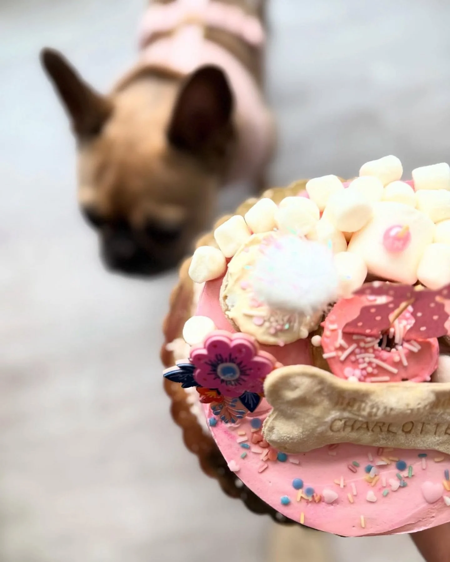 Looking for a dog birthday cake in Boston? 🎂🐾
All of our cakes are baked in small batches in the South End with all-natural ingredients and custom designs.
Perfect for birthdays, gotcha days, and every pup celebration.

I have limited spots open th