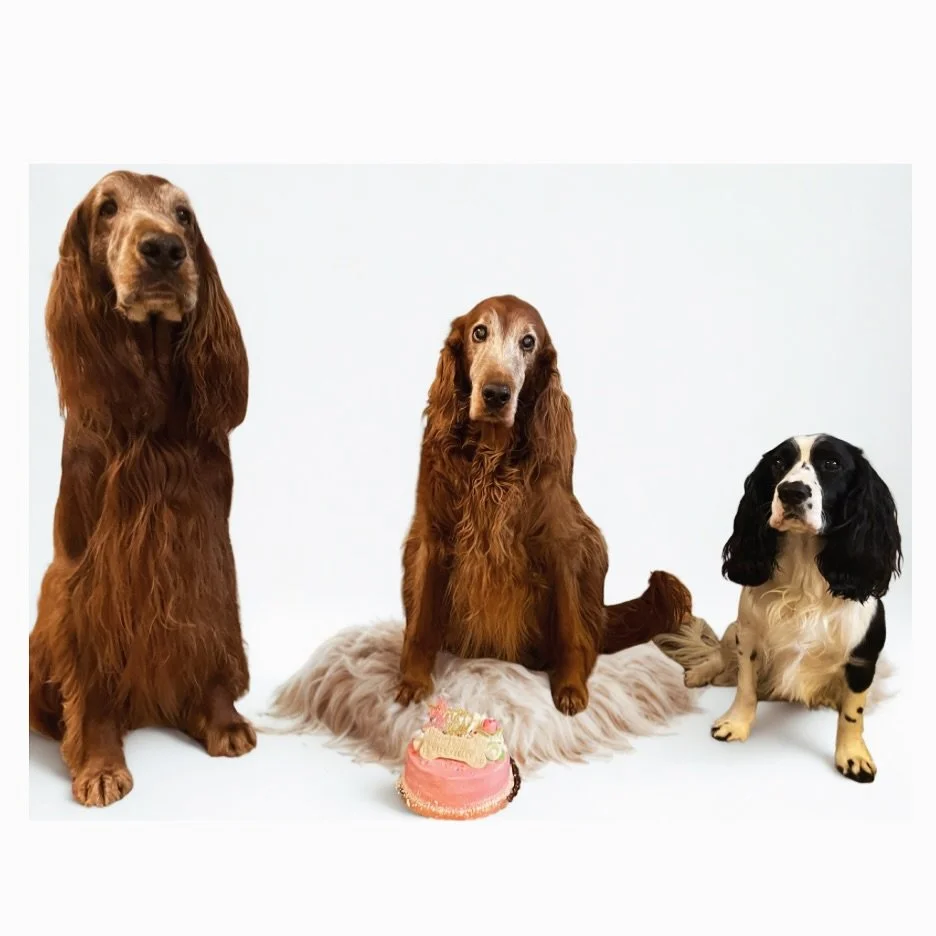 Three good dogs. One very serious cake situation.🎂🐾

#DogEatCake #DogCake #BostonDogs #DogBirthday
#SpoiledDogs #DogBakery #GoodDogs #DogLife