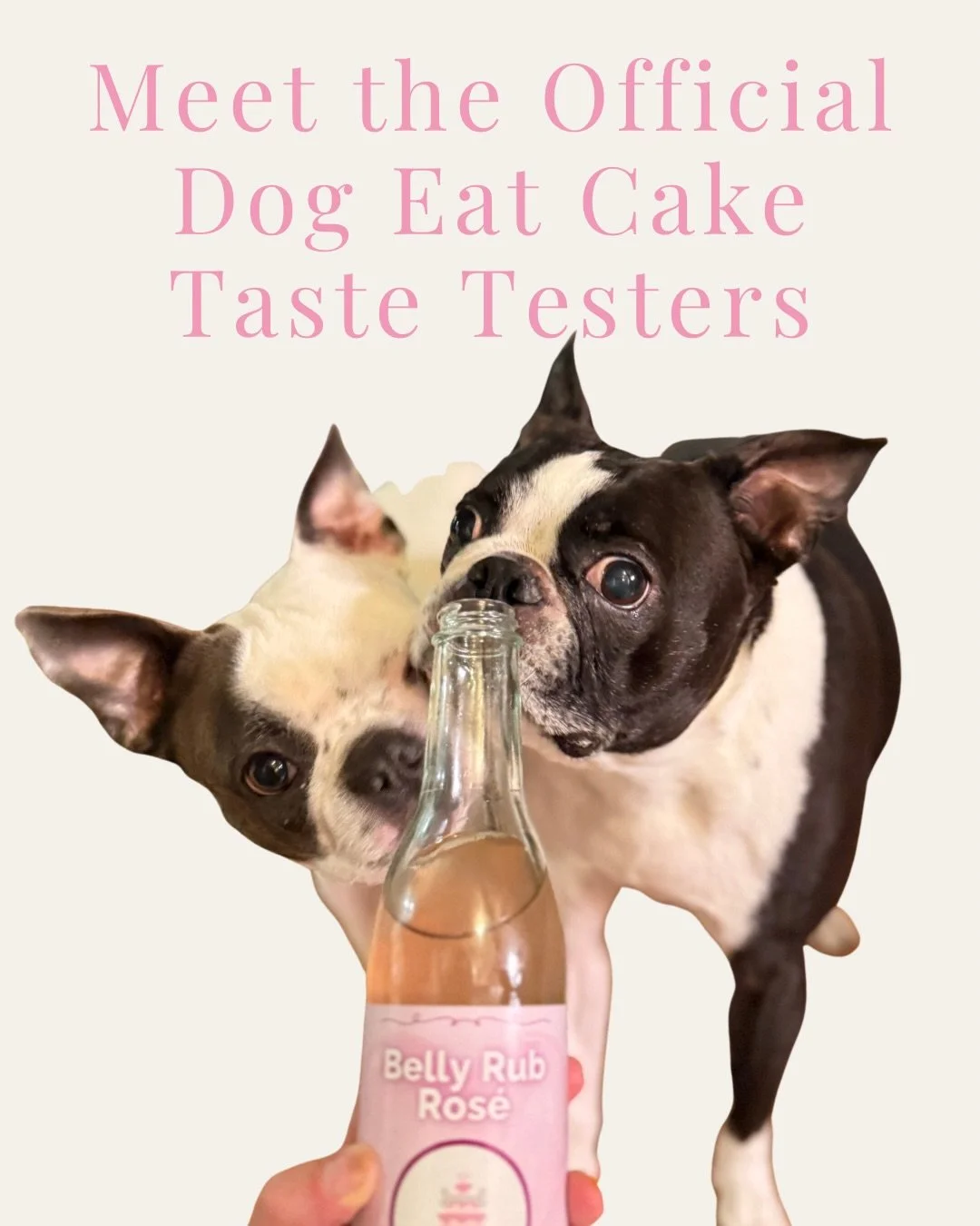 Swipe to meet the official Dog Eat Cake taste testers 🐾

Bean and Salt take their jobs very seriously &mdash; especially when cake frosting is involved.

Every treat has to pass inspection before it goes out to Boston&rsquo;s birthday pups.

👇
Team