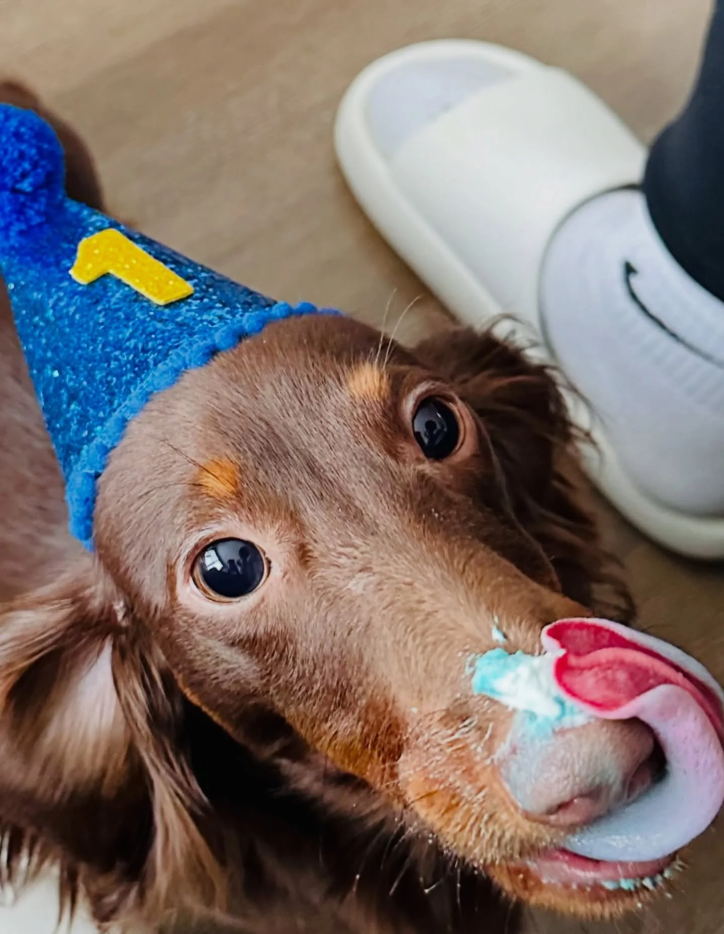 Evidence of a wicked good time. 🐾✨

One year of being the best boy and 0.5 seconds of destroying a custom @dogeatcakebos creation. If there&rsquo;s no frosting on the nose, did the birthday even happen? 🎂

Don&rsquo;t worry&mdash;all of our goodies