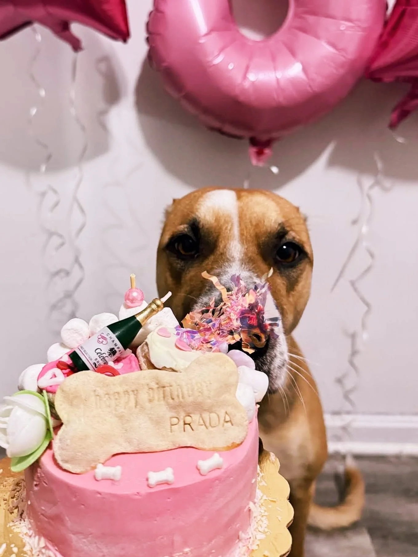 Because every dog deserves cake 💕🎂🐾

#BostonDogs #BostonSmallBusiness #ShopLocalBoston #PetBakery #dogloversclub