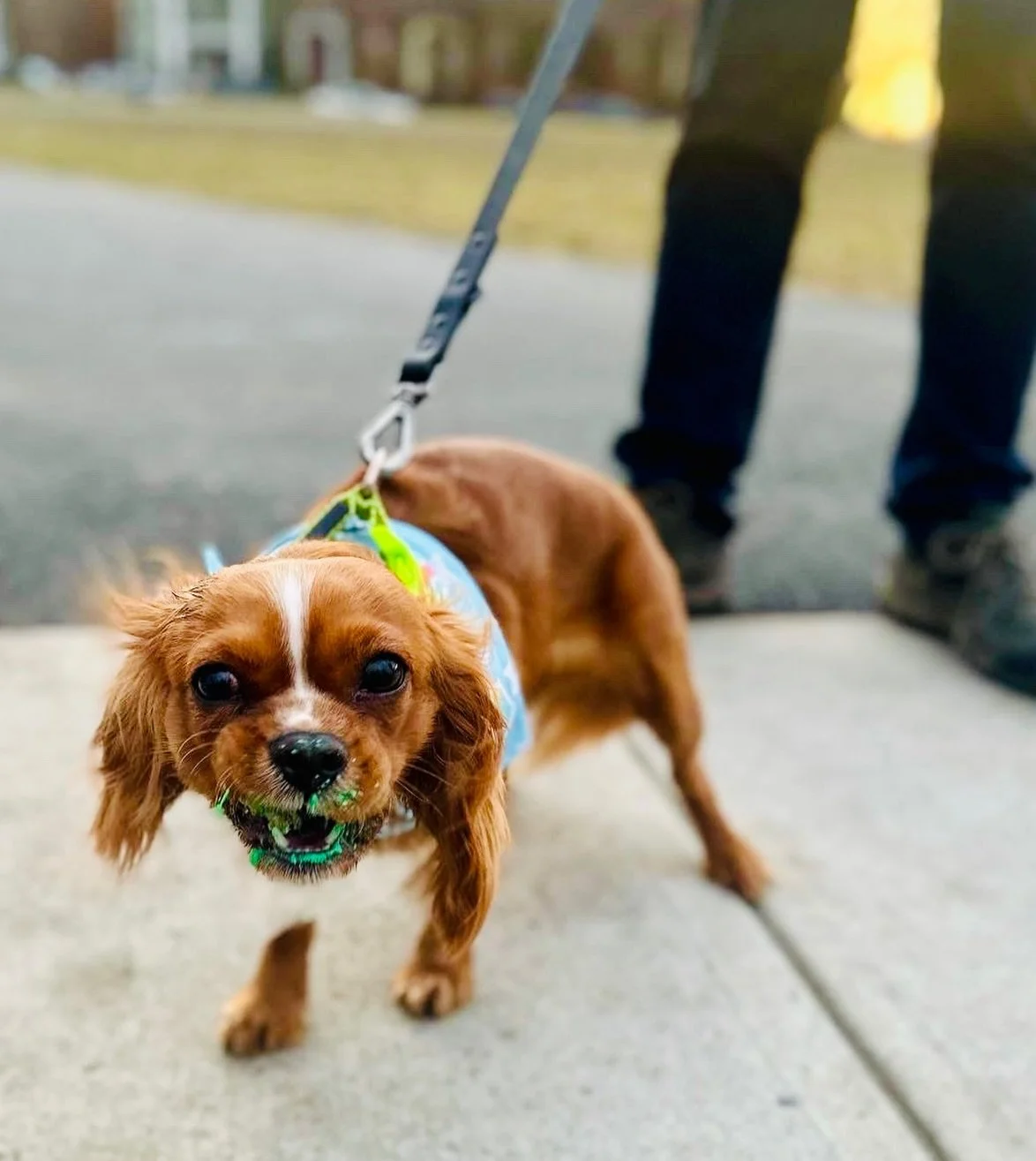 Just a little frosting from the party. 💚
Zero shame. All joy.

#PartyPup
#DogJoy
#FrostingFace
#GoodDogEnergy
#DogsofBoston
#DogJoy
#FrostingFace
#PupLife
#worthit