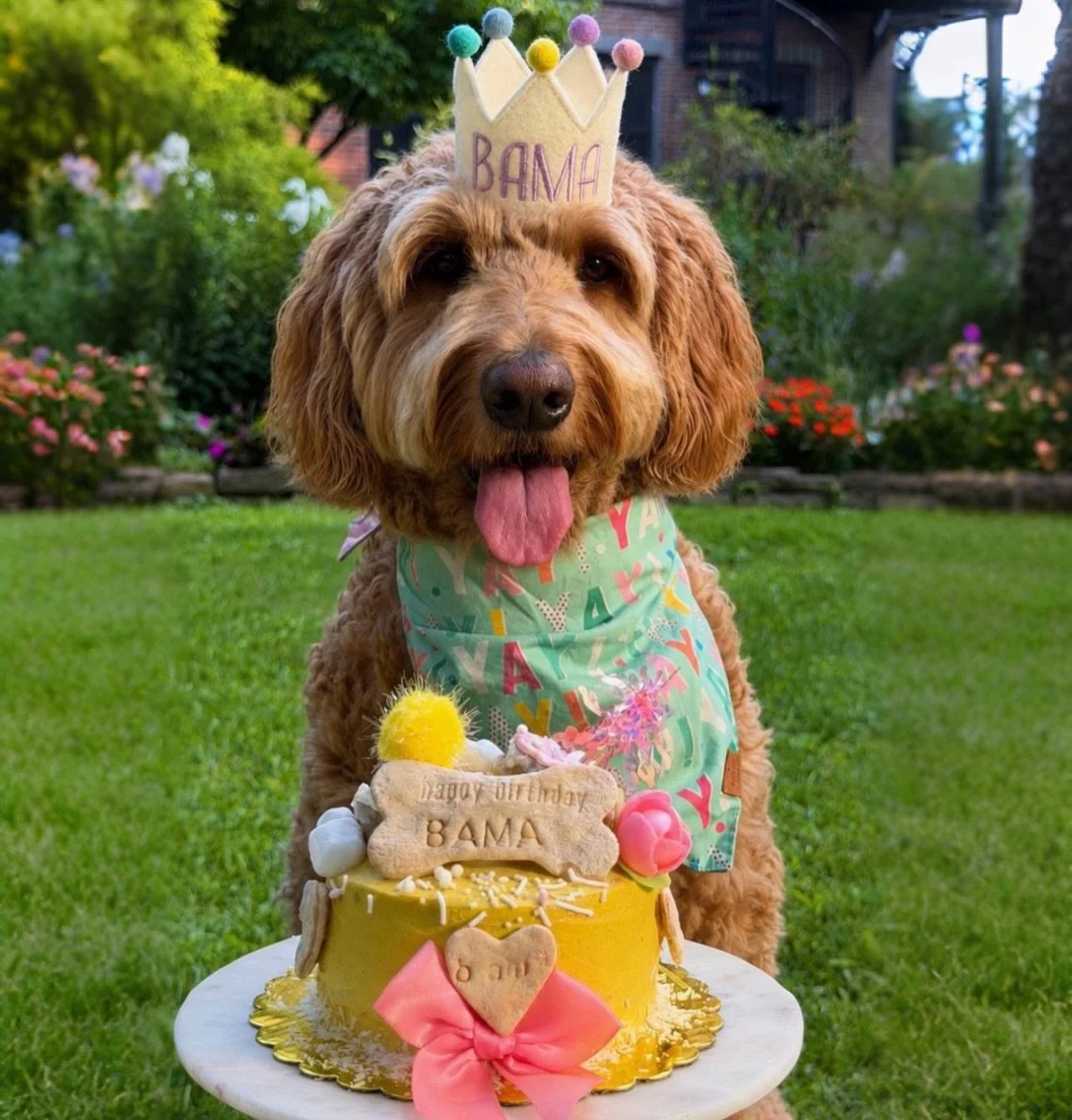 We always love when Bama&rsquo;s birthday rolls around! She&rsquo;s one of our OGs, and her mom always lets me have fun with her cakes. Quite the little traveler, too! ✈️

Happy birthday, Bama! Here&rsquo;s to another year of adventures and cake. 

#