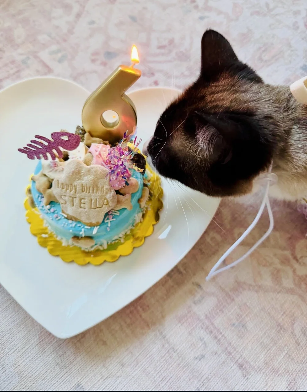 Stella the cat enjoying her personalized sixth birthday cake