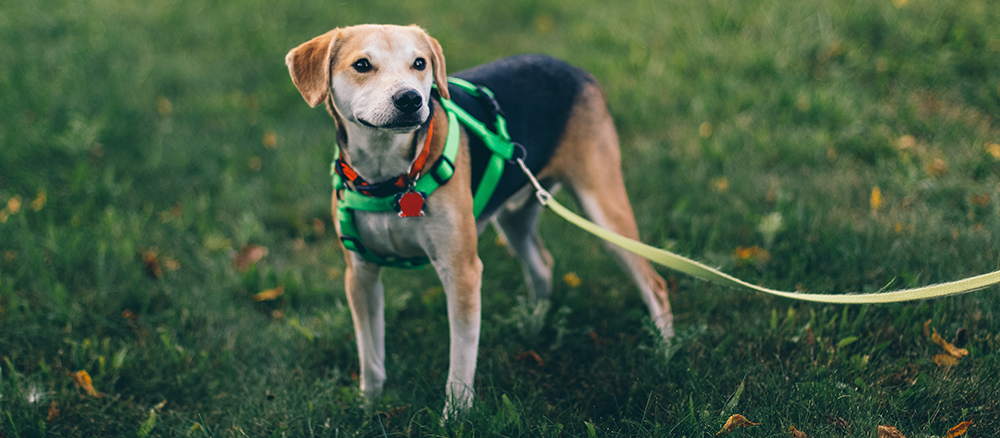 jackson-jost-148762-unsplash.png