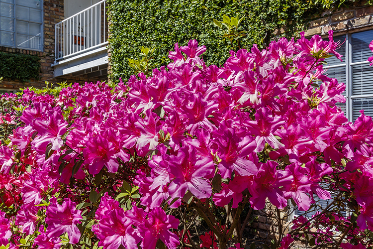 courtyards-13.jpg
