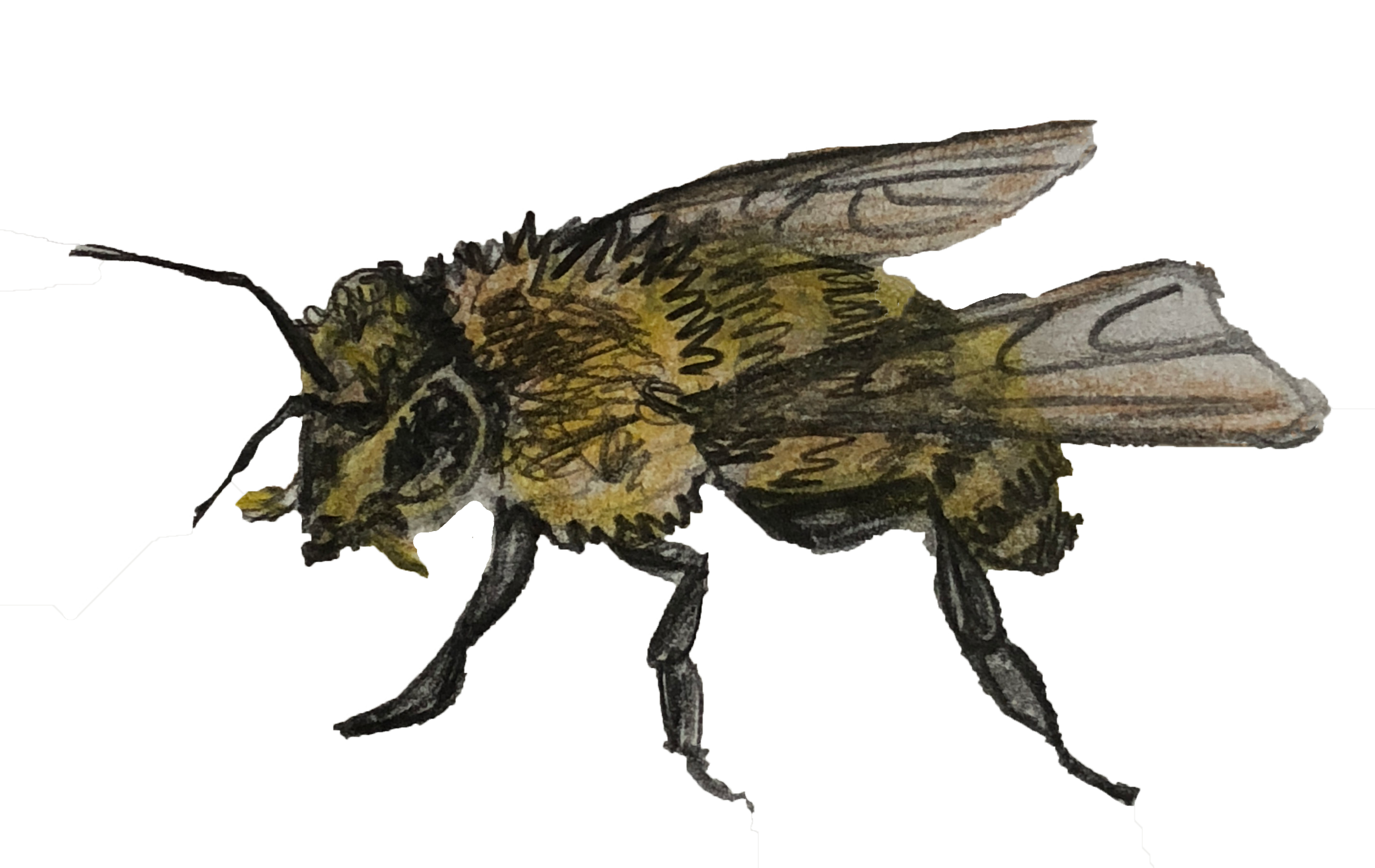 Wasp 4.png