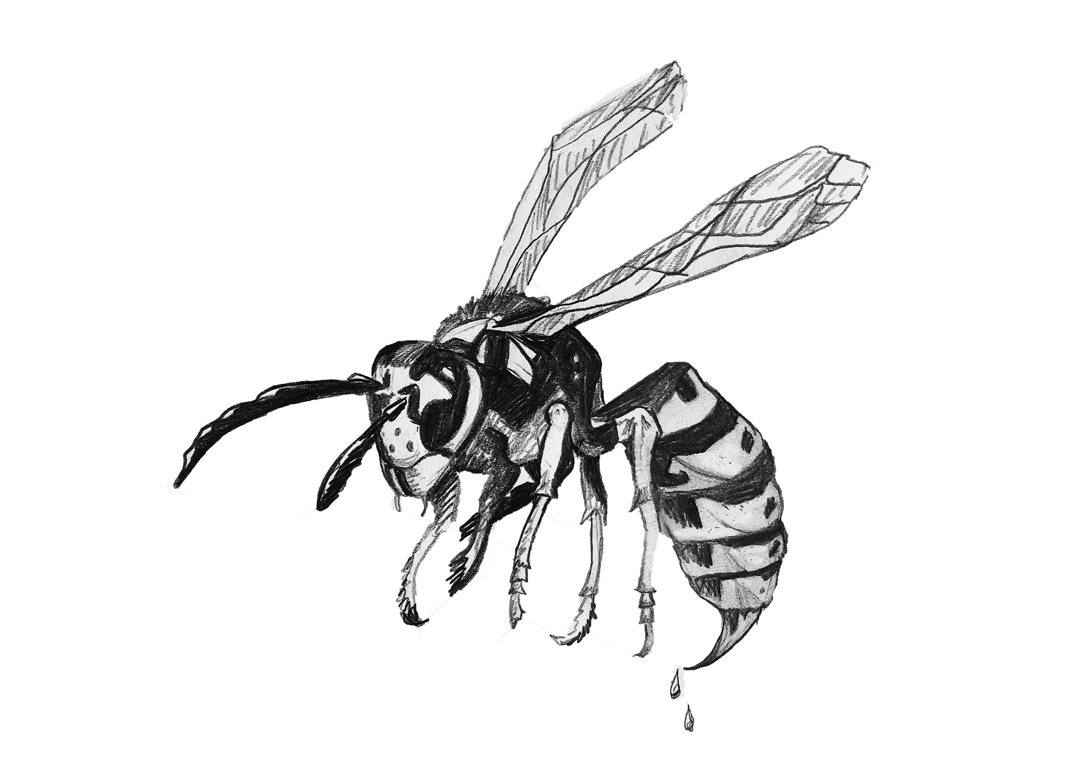 WASPYgraphitLIGHT.png