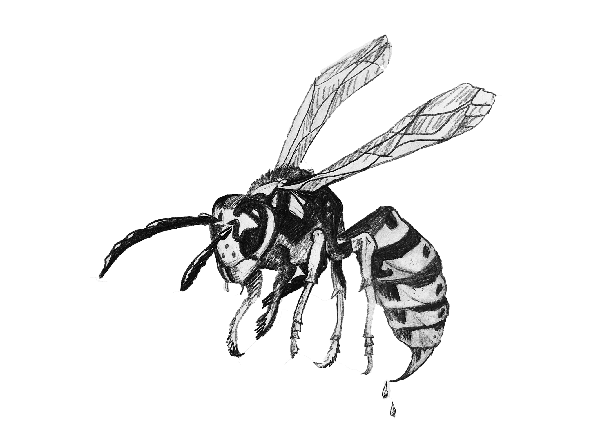 We'd like to introduce you to Waspy and his creator: Caitlin Daly - Local Artist