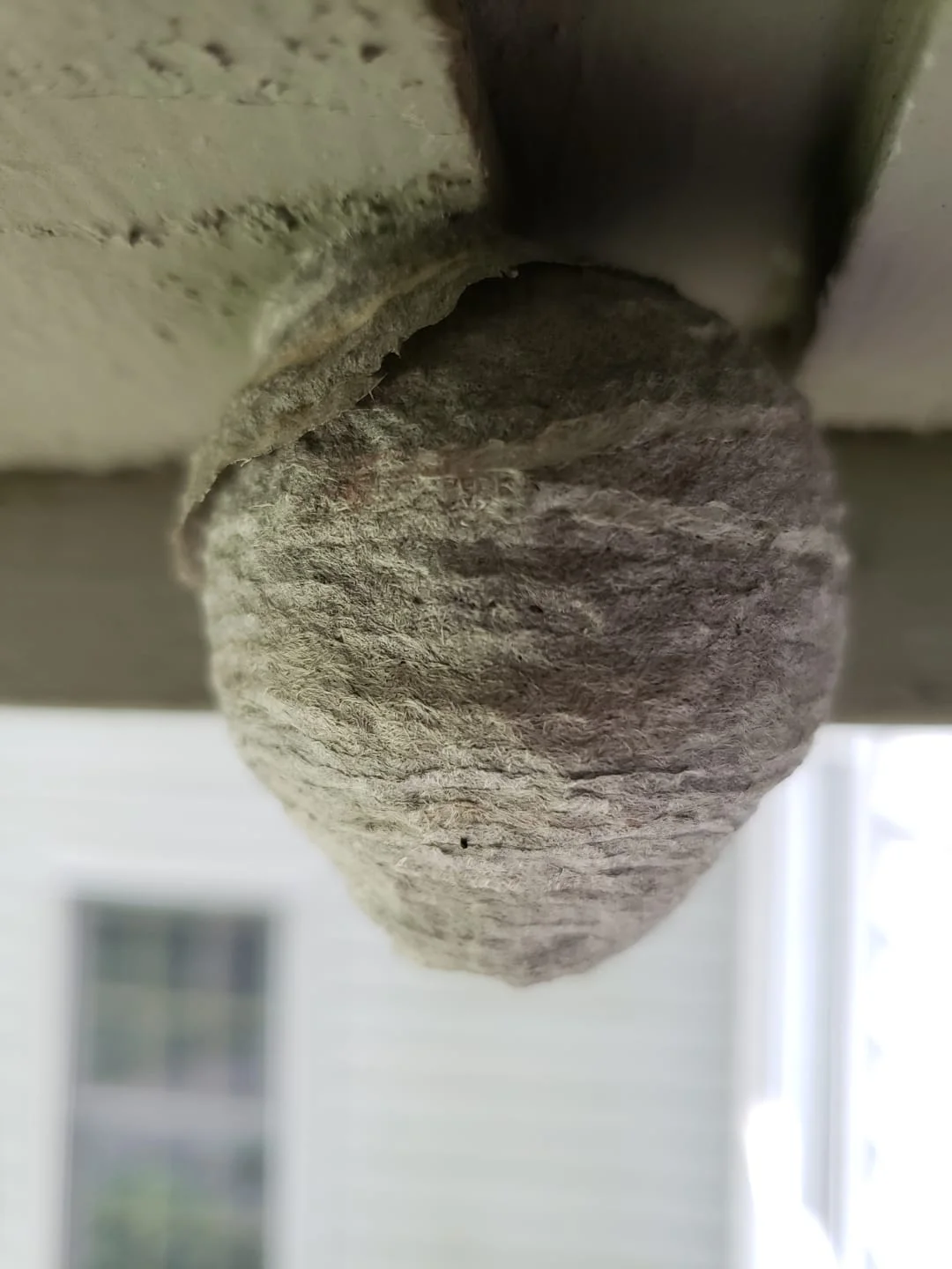 Time for Home Inspections & Carpenter Bee Removal