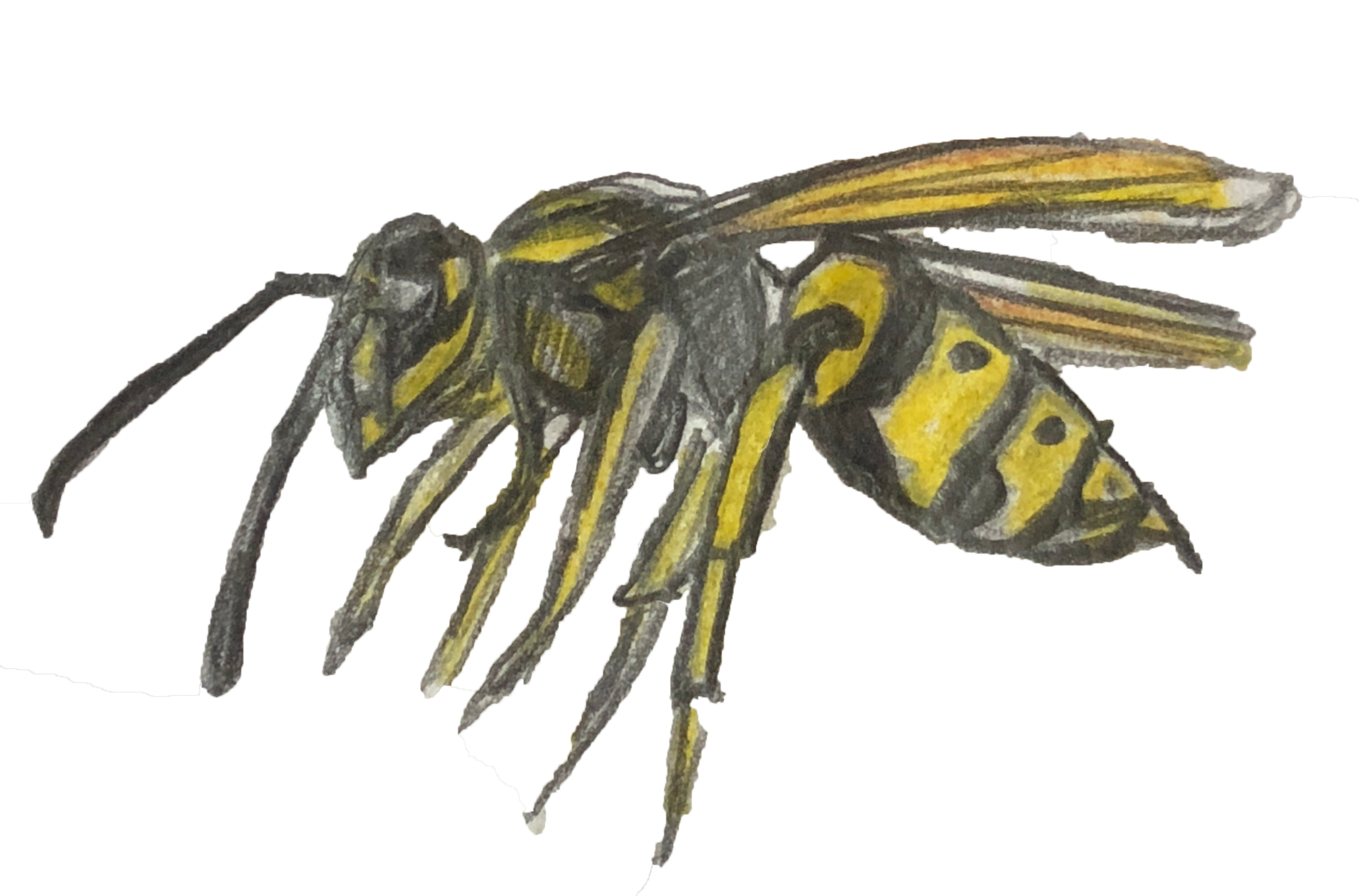 Wasp2.png