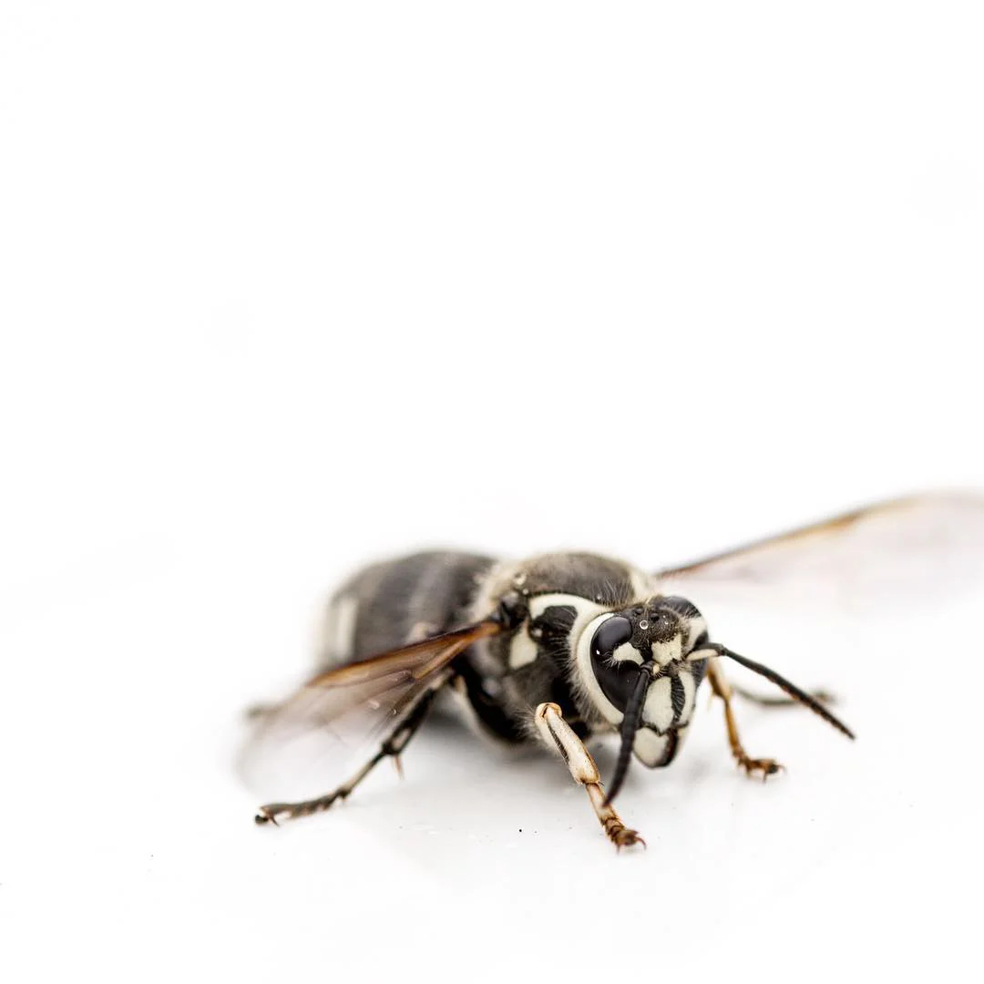 Used Hornet Kelly.jpg