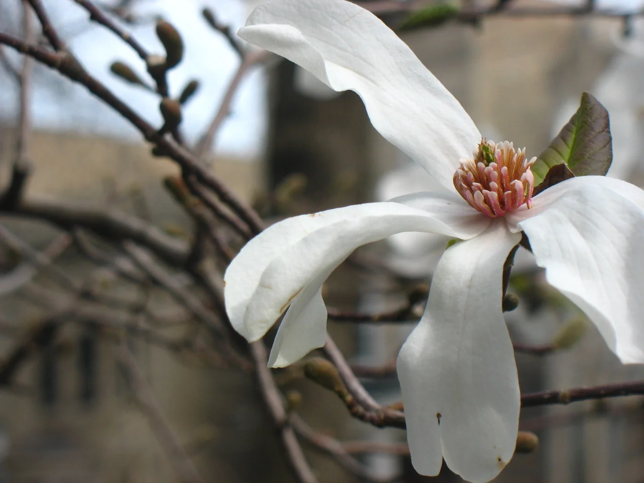Opening