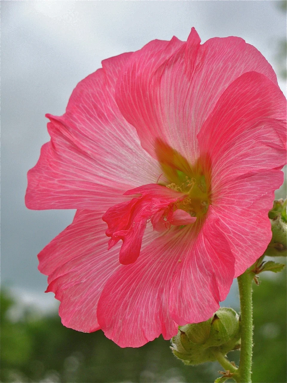 Blush