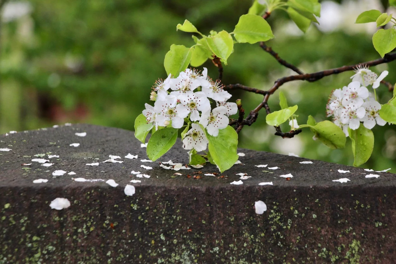 After Rain