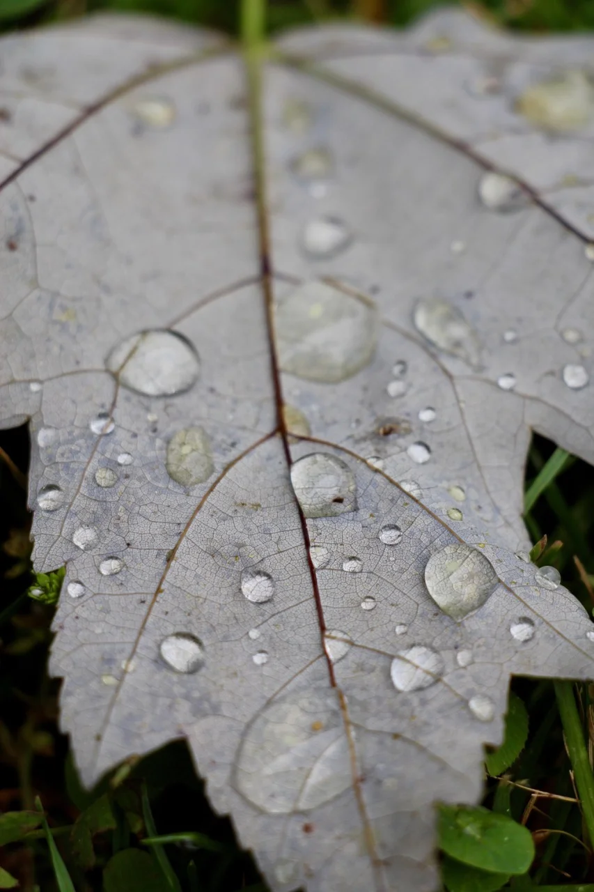 Drops