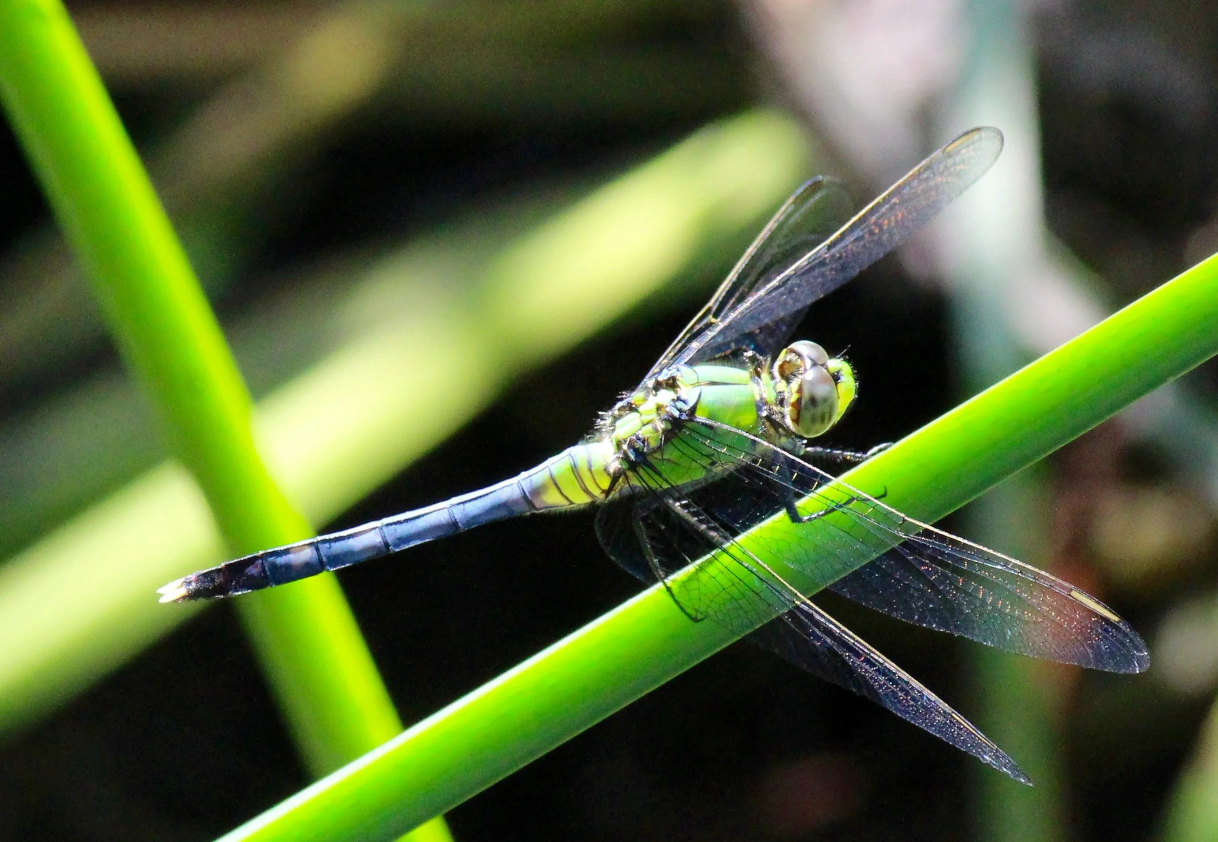 Green Bug